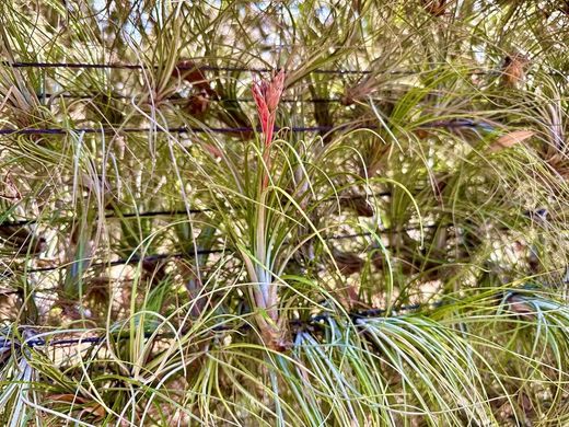 Tillandsia juncea R