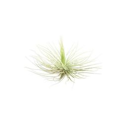 Tillandsia magnusiana L