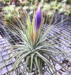Tillandsia magnusiana L