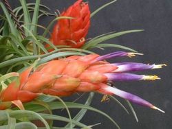 Tillandsia oaxacana L