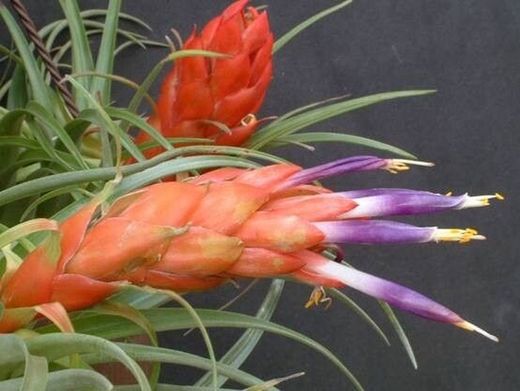 Tillandsia oaxacana L