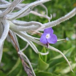 Tillandsia paleacea