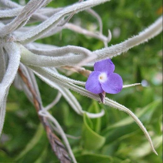 Tillandsia paleacea