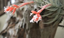 Tillandsia recurvifolia var. subsecundifolia R