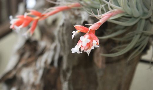 Tillandsia recurvifolia var. subsecundifolia R