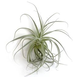 Tillandsia straminea