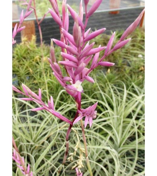 Tillandsia straminea