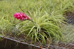 Tillandsia stricta
