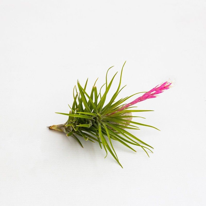 Tillandsia tenuifolia strobiliformis