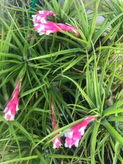 Tillandsia tenuifolia strobiliformis