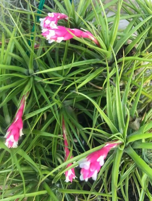 Tillandsia tenuifolia strobiliformis