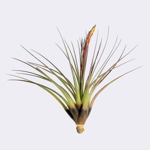 Tillandsia tricolor melanocrater