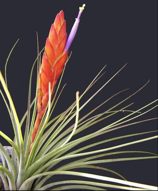 Tillandsia tricolor melanocrater