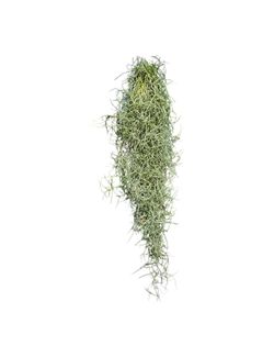 Tillandsia usneoides
