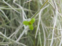 Tillandsia usneoides