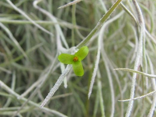 Tillandsia usneoides
