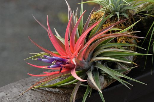 Tillandsia velutina L