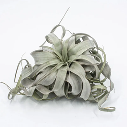 Tillandsia xerographica Large