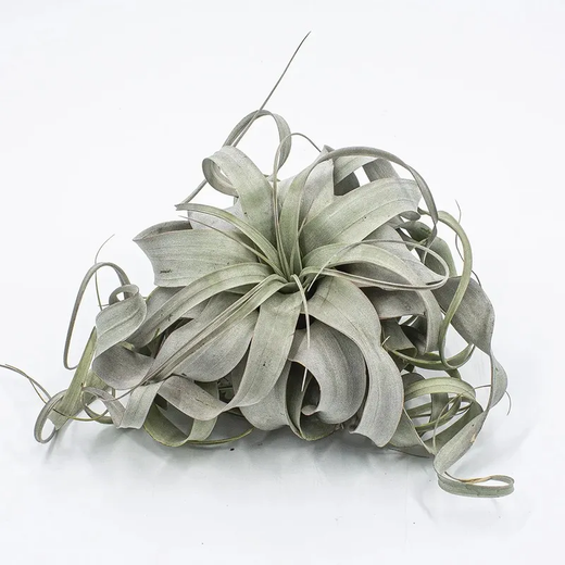 Tillandsia xerographica Large