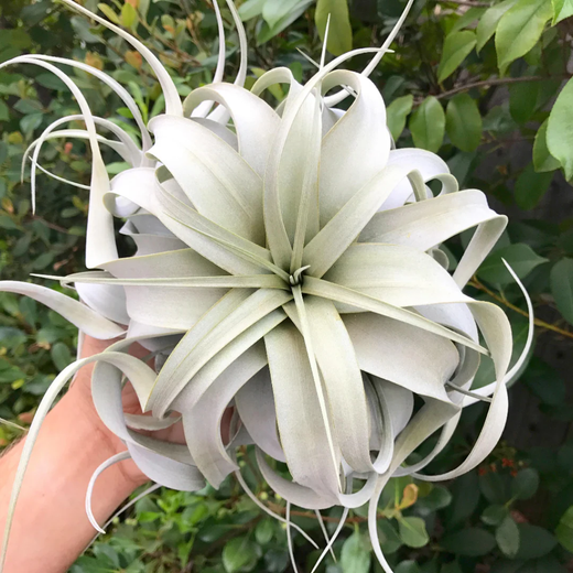 Tillandsia xerographica Large