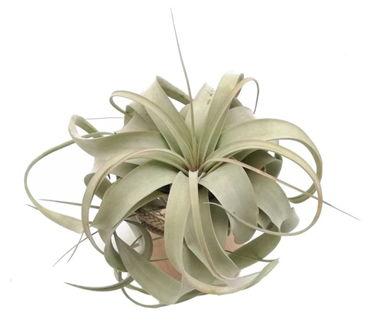 Tillandsia xerographica Regular