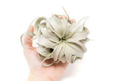Tillandsia xerographica Regular