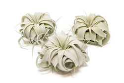 Tillandsia xerographica Regular