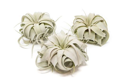 Tillandsia xerographica Regular