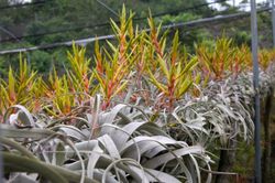 Tillandsia xerographica Small
