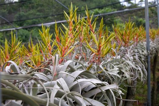 Tillandsia xerographica Small