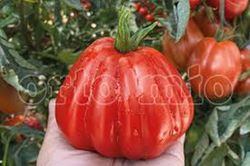 Tomate de Ligure 6 Plantas en Pack