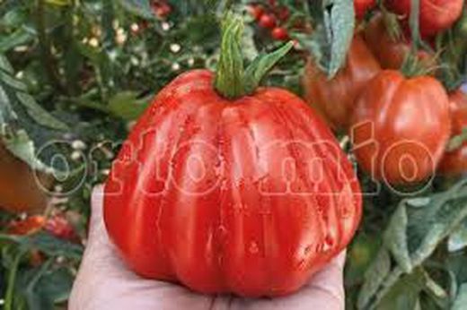 Tomate de Ligure 6 Plantas en Pack