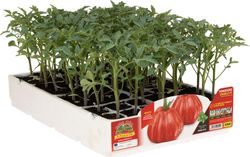 Tomate de Ligure 6 Plantas en Pack