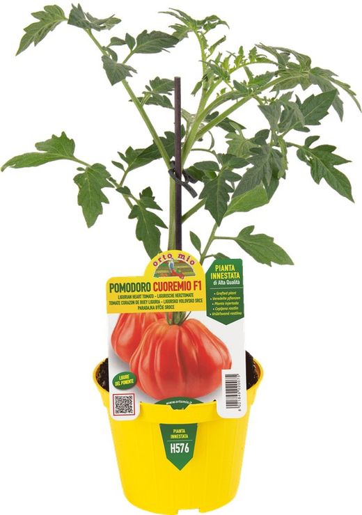 Tomate Corazón Liguria 1 Planta en M-10 Injertado