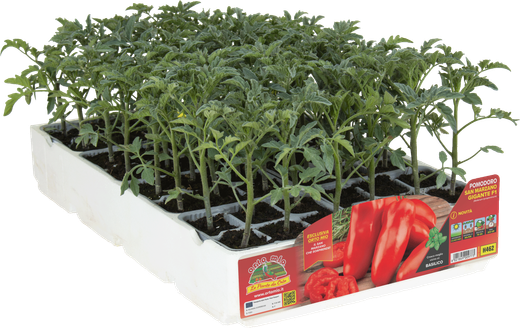 Tomate Marzano Gigante Grison 6 Plantas En Pack