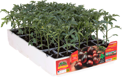 Tomate Ovalado Negro MiniZorro 6 Plantas en Pack