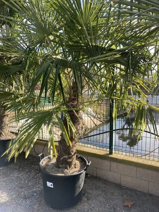 Trachycarpus Fortunei Tronc C-45 90/100