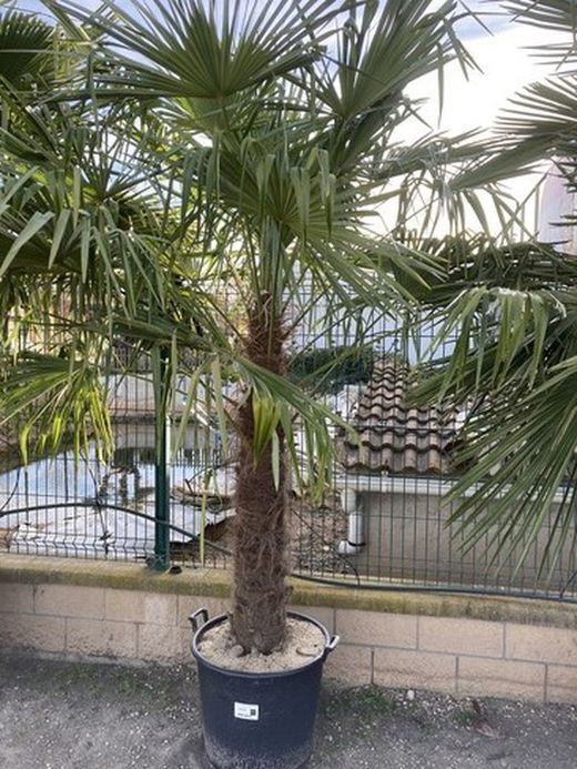 Trachycarpus fortunei tronc c-70 130/150 tronco