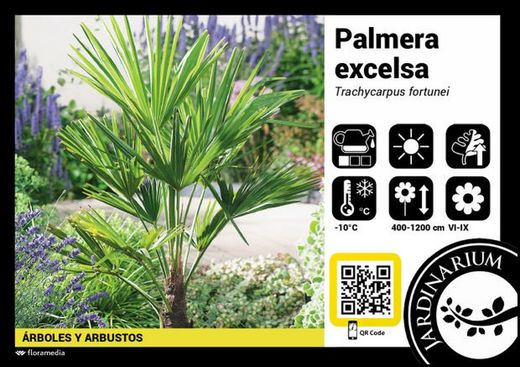 Trachycarpus fortunei tronc c-70 130/150 tronco