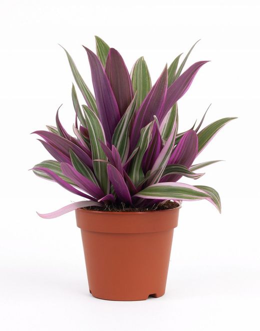Tradescantia pink para colgar (tiesto de 15l)