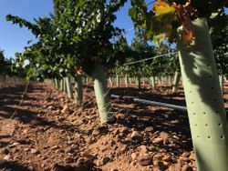 Tubo Protector de Arboles 60 cm