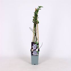 Vaccinium cor. 'Bluegold' 70 VK2L