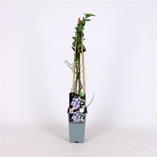 Vaccinium cor. 'Bluegold' 70 VK2L