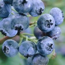 Vaccinium cor. 'Bluegold' 70 VK2L