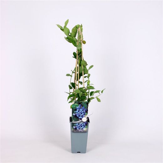 Vaccinium cor. 'Bluejay' 70 VK2L