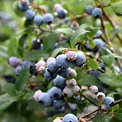 Vaccinium cor. 'Bluejay' 70 VK2L