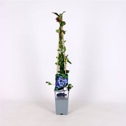 Vaccinium cor. 'Duke' 70 VK2L