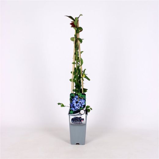 Vaccinium cor. 'Duke' 70 VK2L