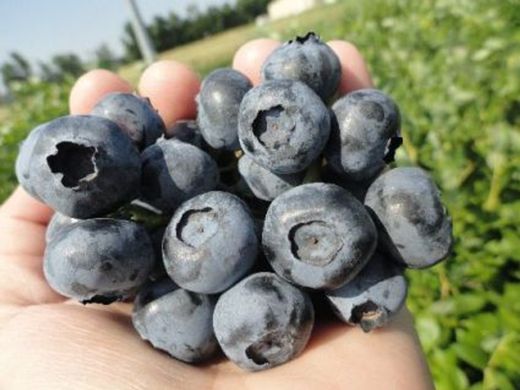 Vaccinium cor. 'Duke' 70 VK2L