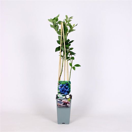 Vaccinium cor. 'Goldtraube 71' 70 VK2L